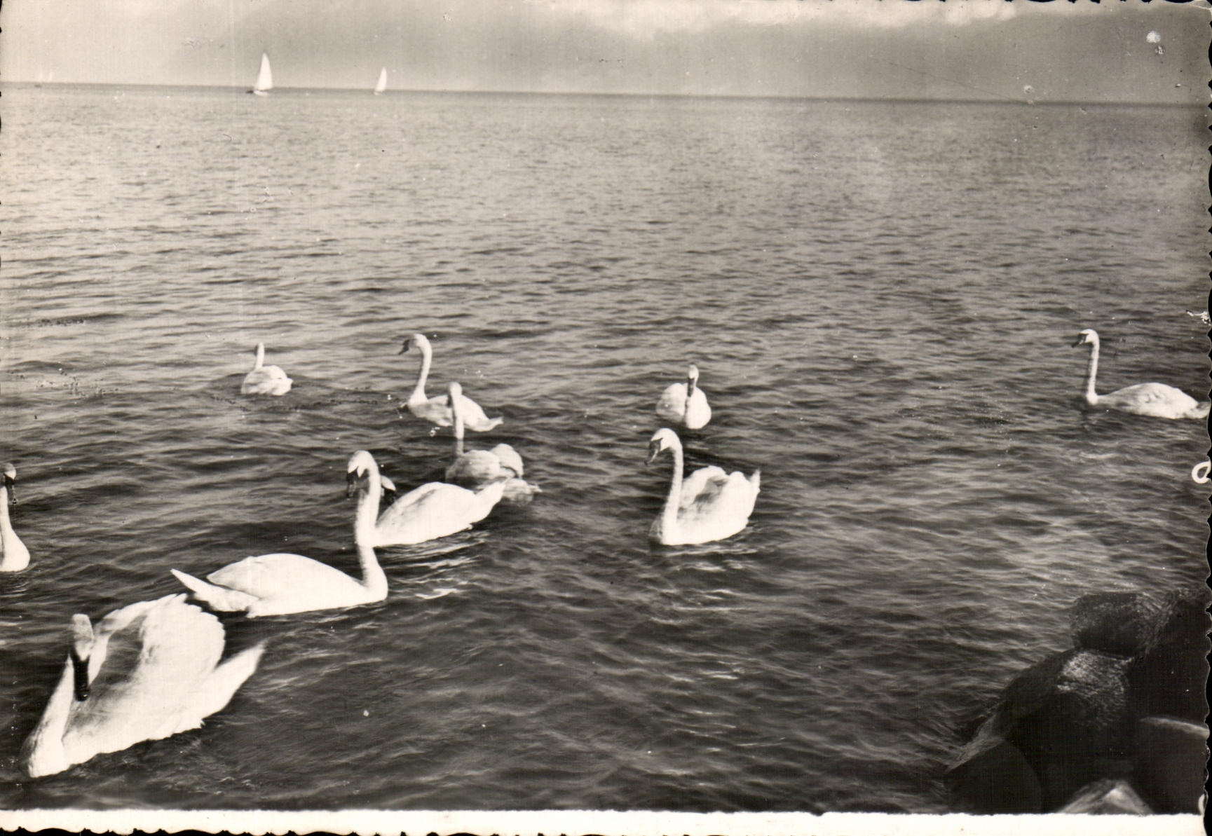 CPSM Cygnes et Vollie s sur le Lac Leman