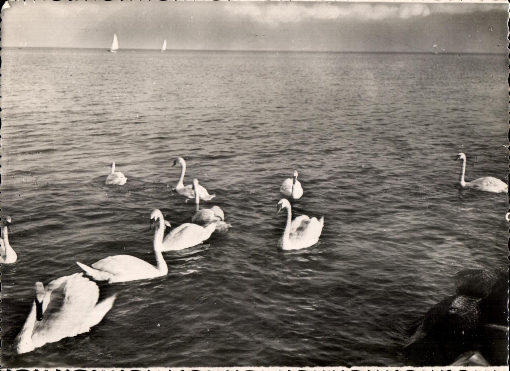 CPM Cygnes Et voiliers Sur Le Lac Leman Suisse