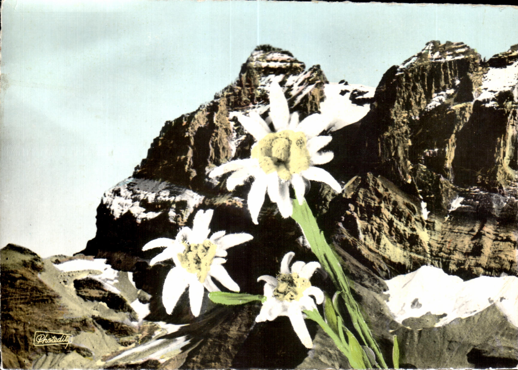 Flores de CPSM de las montanas Edelweiss