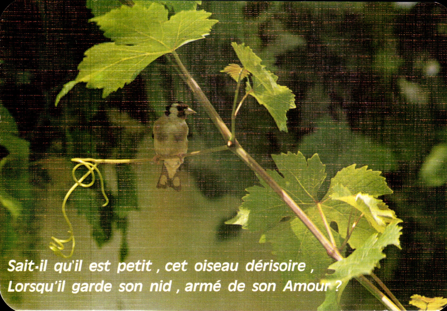 POSTAL MODERNA sabe que el qu el es pequeno este pajaro ridiculo Lorsqu que guarda su amor