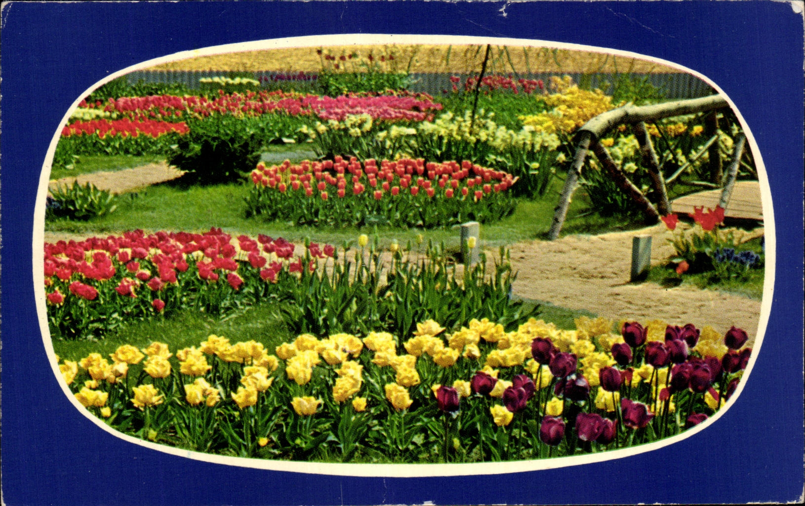 POSTAL MODERNA Holanda en bloementooi florece tulipanes