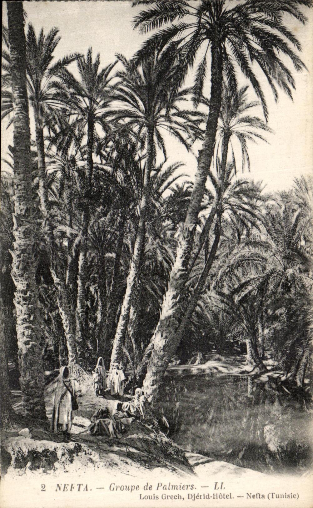 VINTAGE POSTCARD Nefta Groups Tunisia palm trees