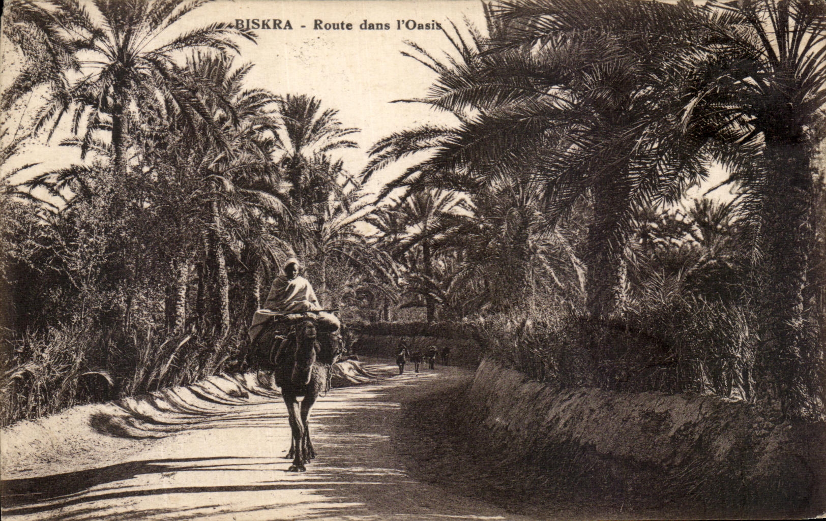 CPA Biskra Route dans l Oasis Chameau