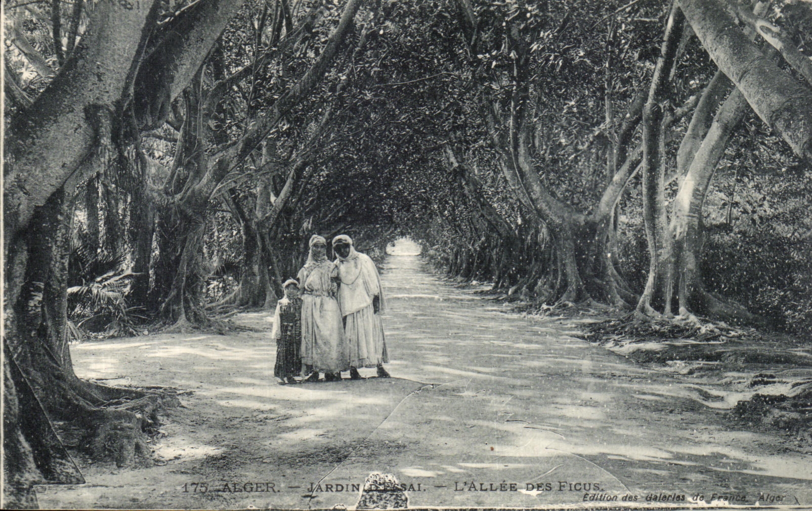 CPA Alger Jardin L Allee des Ficus 