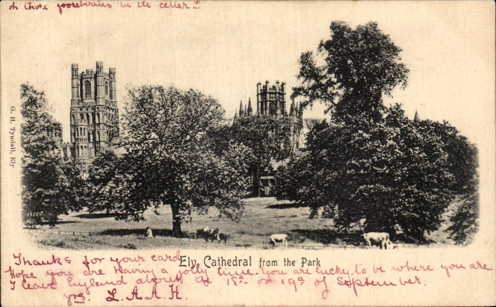 VINTAGE POSTCARD Ely Cathedral From the Park