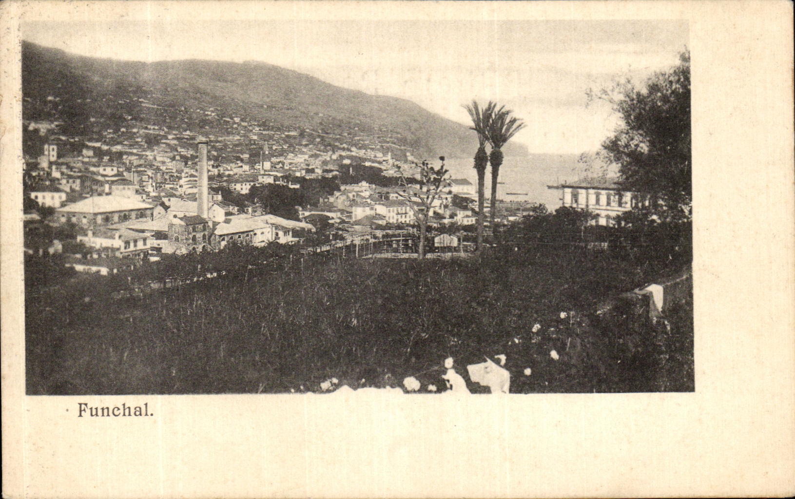 VINTAGE POSTCARD Funchal Portugal