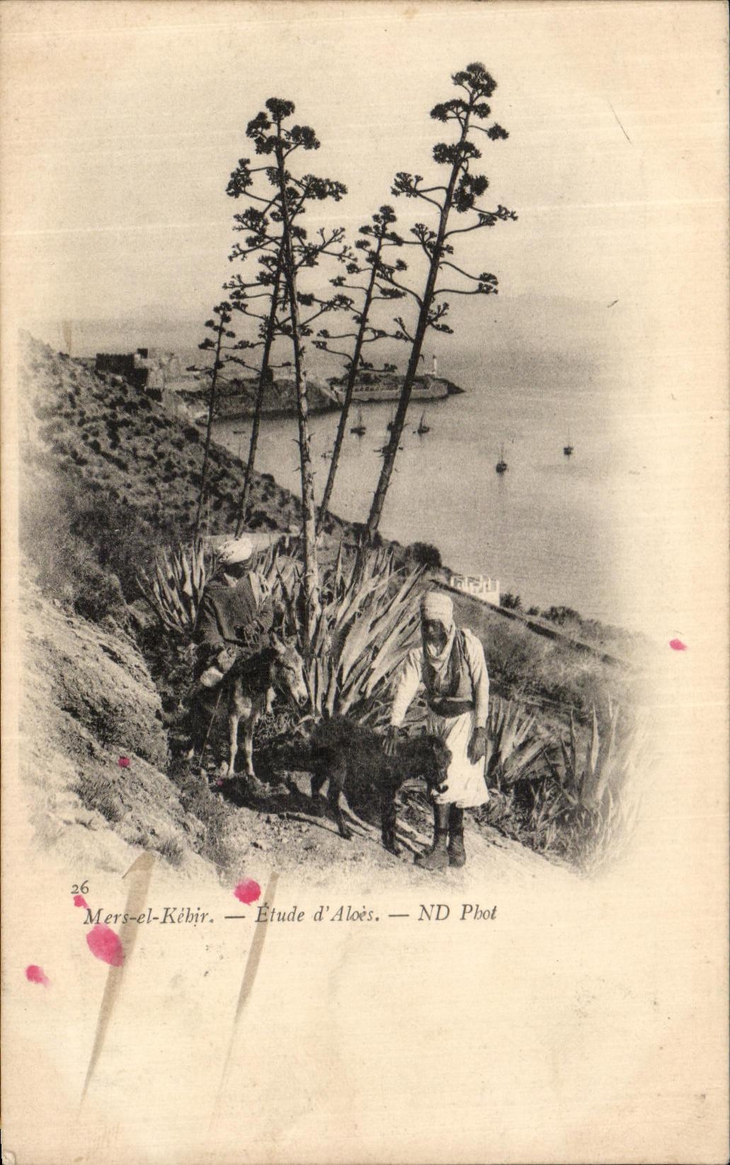 VINTAGE POSTCARD Seas el Kebir Details D Aloe Asses