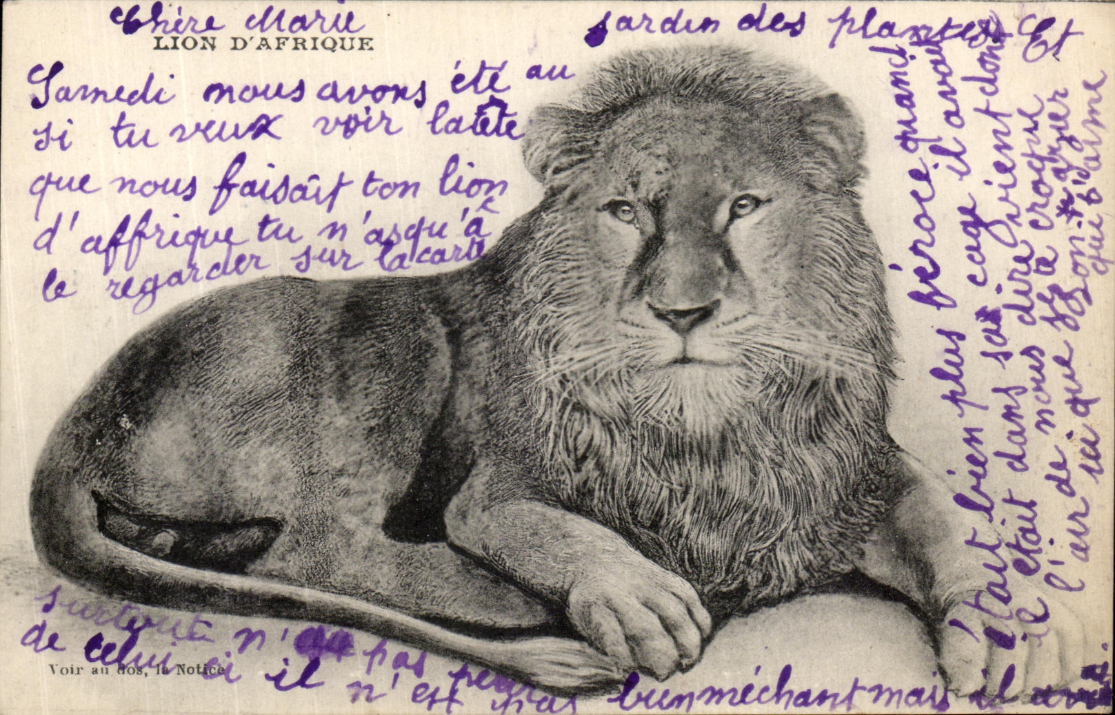CPA Lion D Afrique