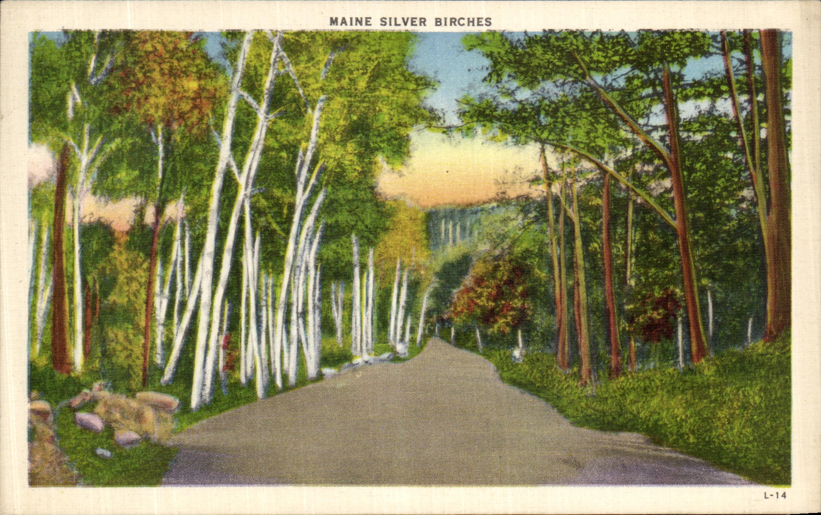 Abedules de plata de Maine de la POSTAL de la VENDIMIA