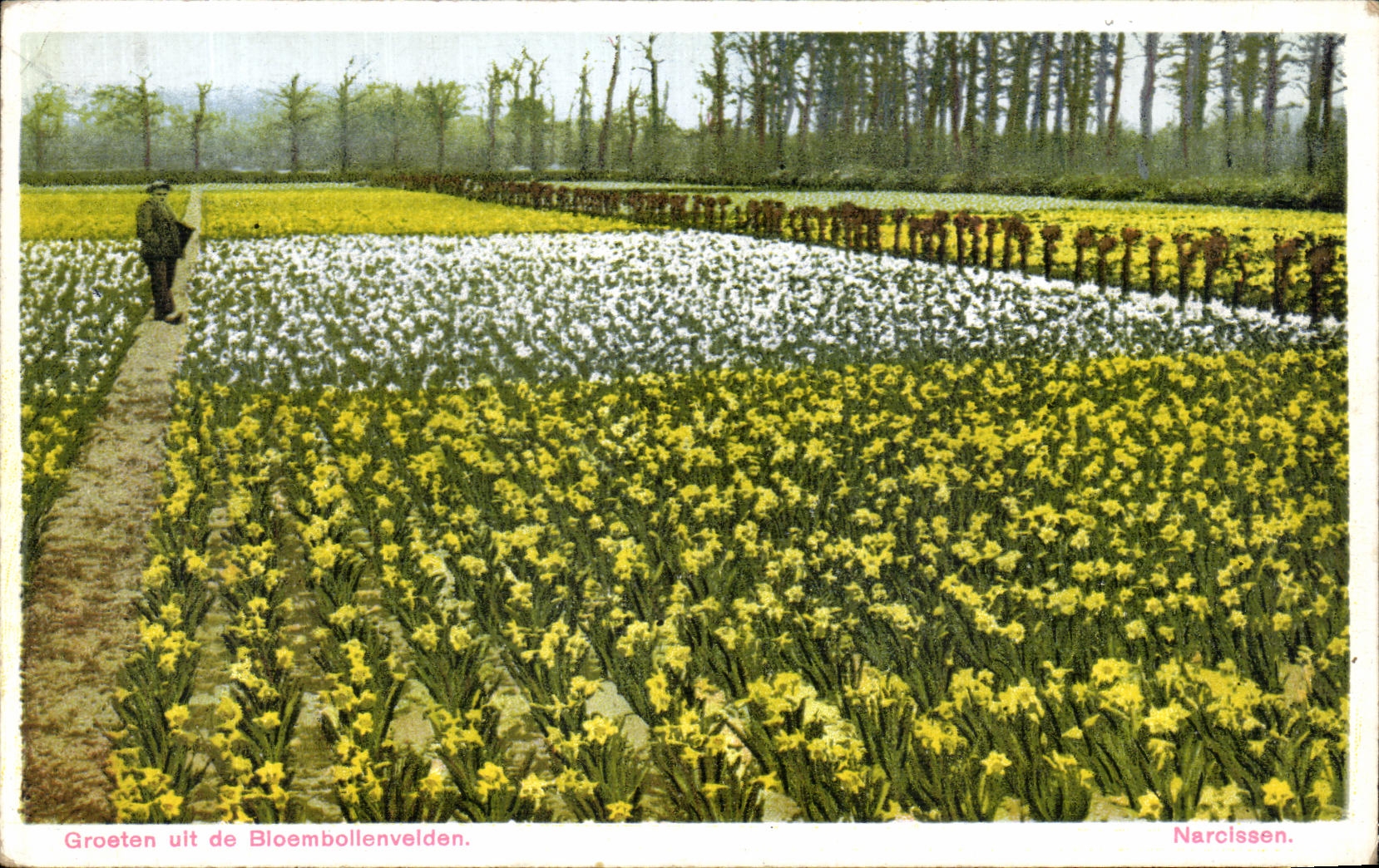 El uit de Groeten de la POSTAL de la VENDIMIA de los tulipanes de Bioemboilenvelden florece