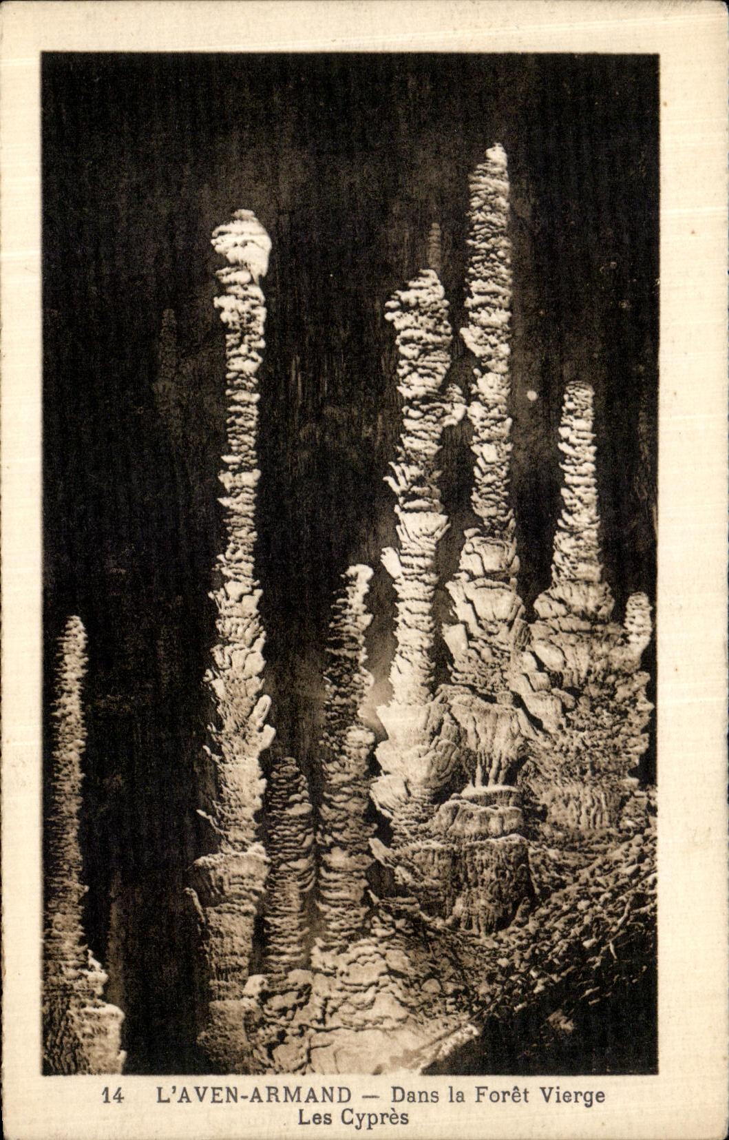 VINTAGE POSTCARD L Swallow hole Armand In the Virgin forest Cypresses