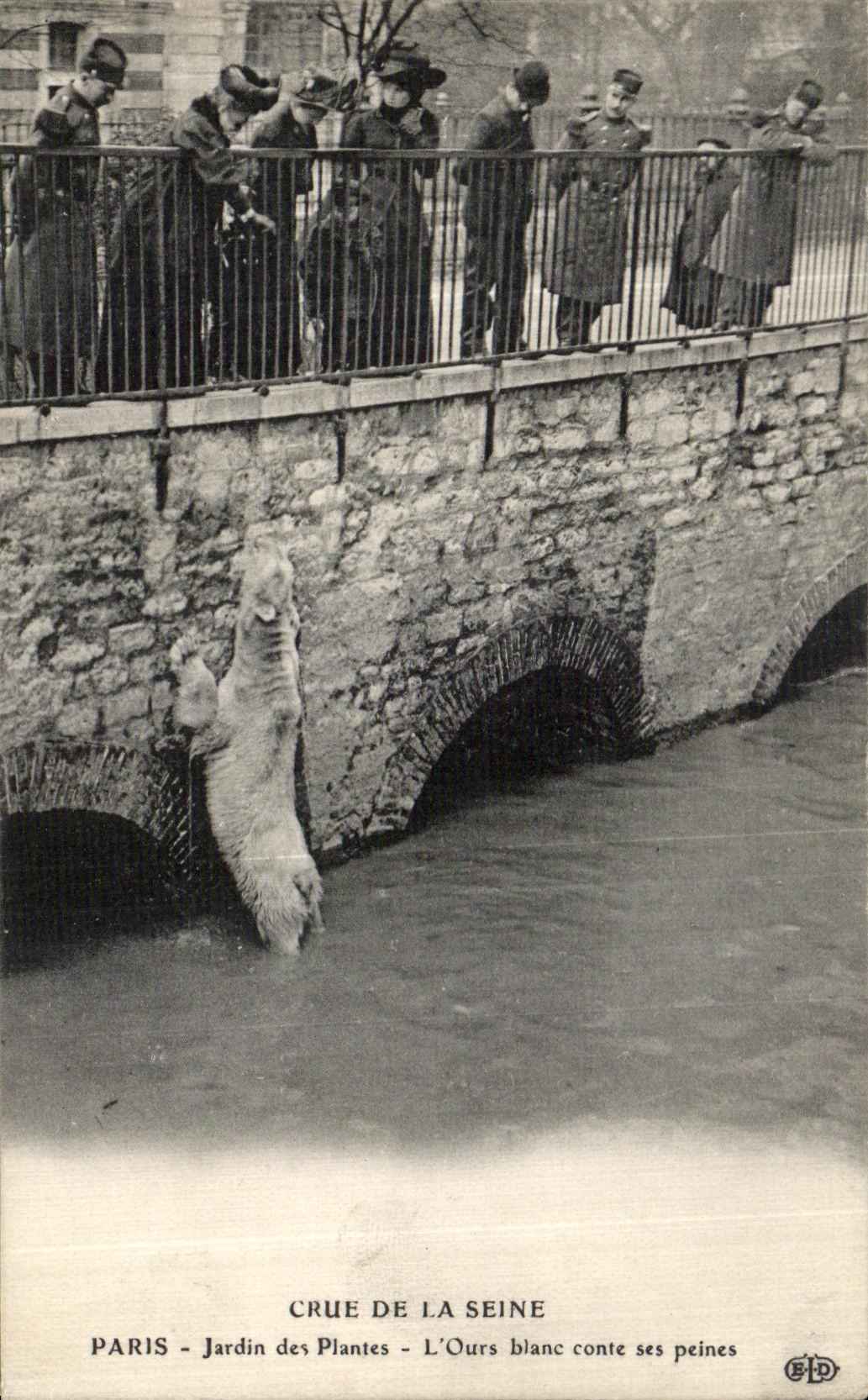 CPA Paris Crue De la Seine Jardin des Plantes L Ours Blanc conte ses peines
