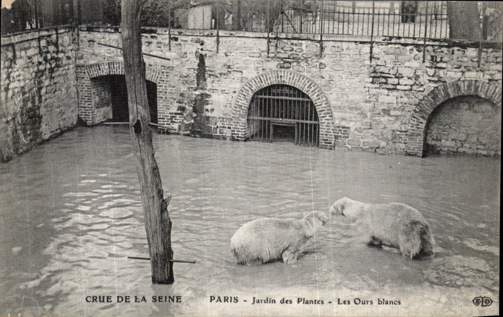 CPA Paris Crue De la Seine Jardin des Plantes Les ours blancs