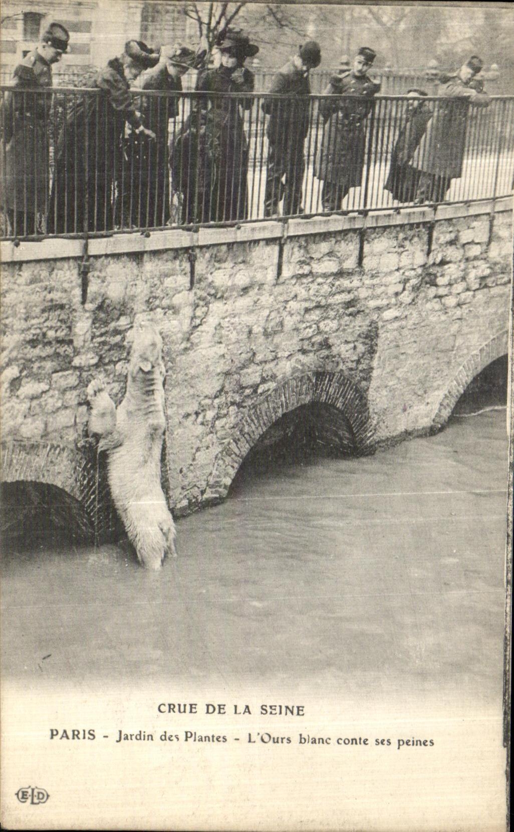 CPA Paris Crue De la Seine Jardin des Plantes L Ours blanc conte ses peines