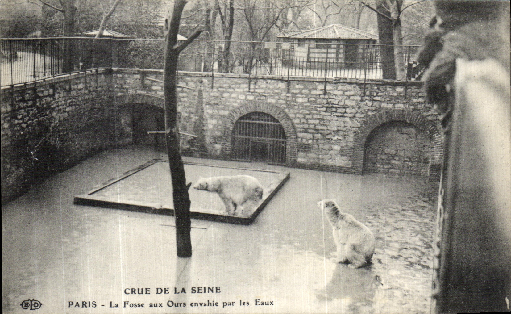 CPA Paris Crue De la Seine La Fosse aux Ours envahie par les Eaux