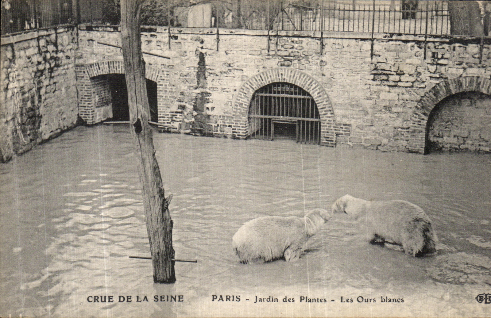 CPA Paris Crue De la Seine jardin des Plantes Les Ours Blancs