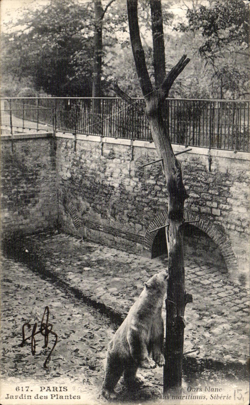 VINTAGE POSTCARD Paris Botanical garden Polar bear zoo