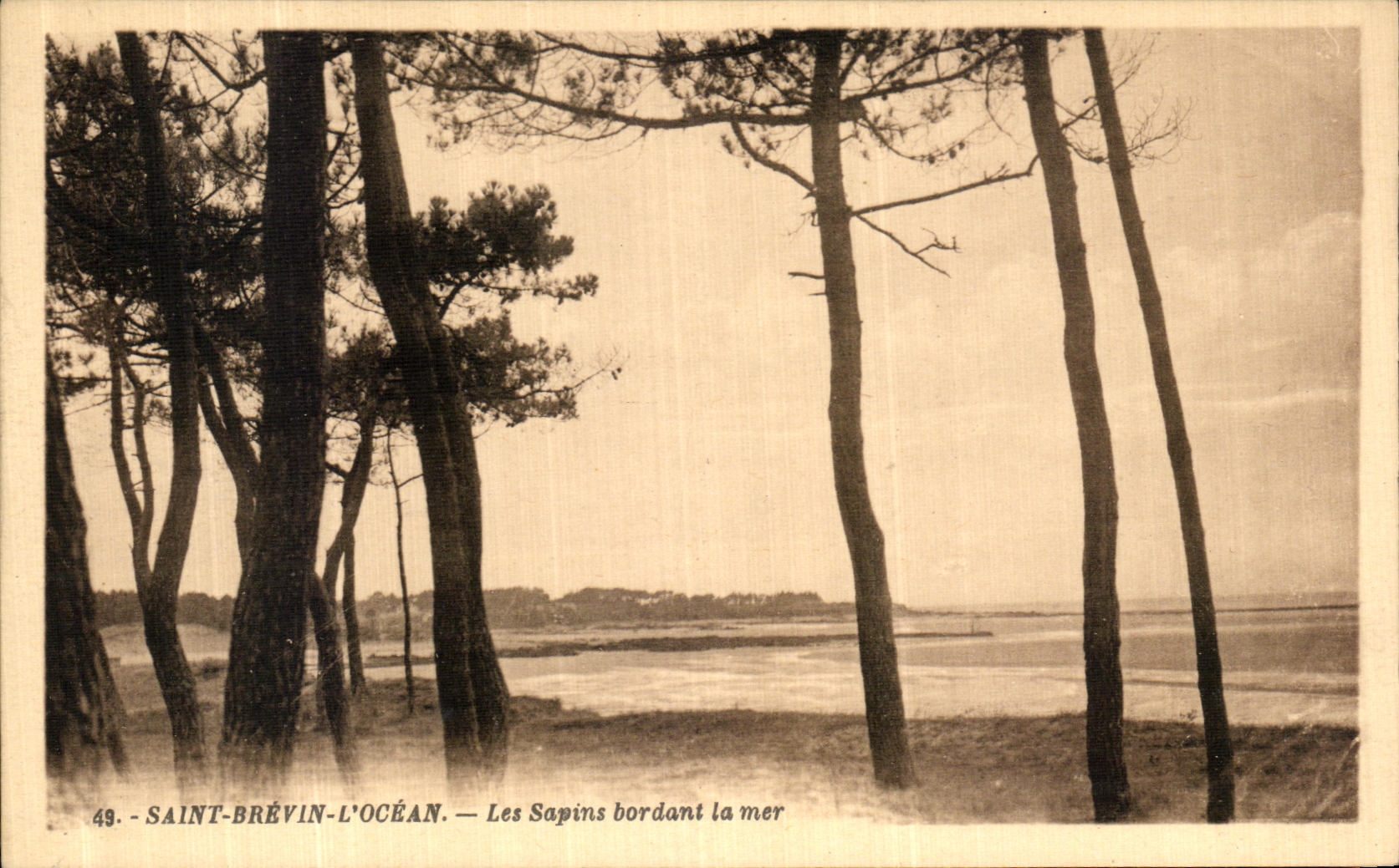 CPA St Brevin l Ocean Les Sapins Bordant la Mer