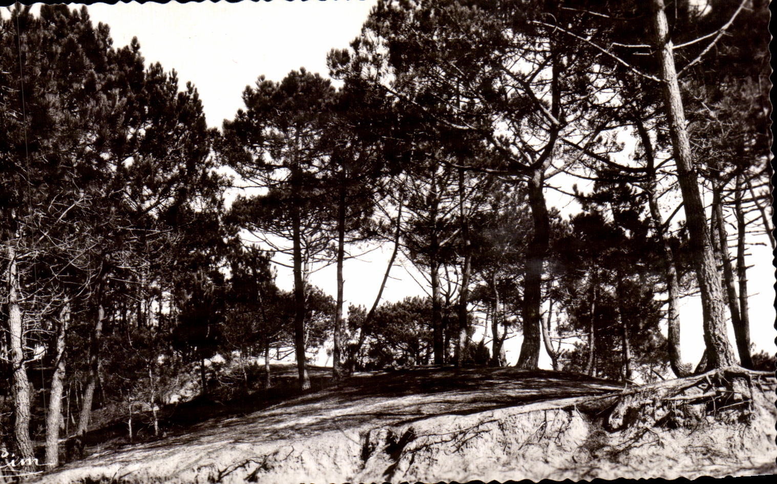CPA Saint Brevin l Ocean Sapins dans les dunes
