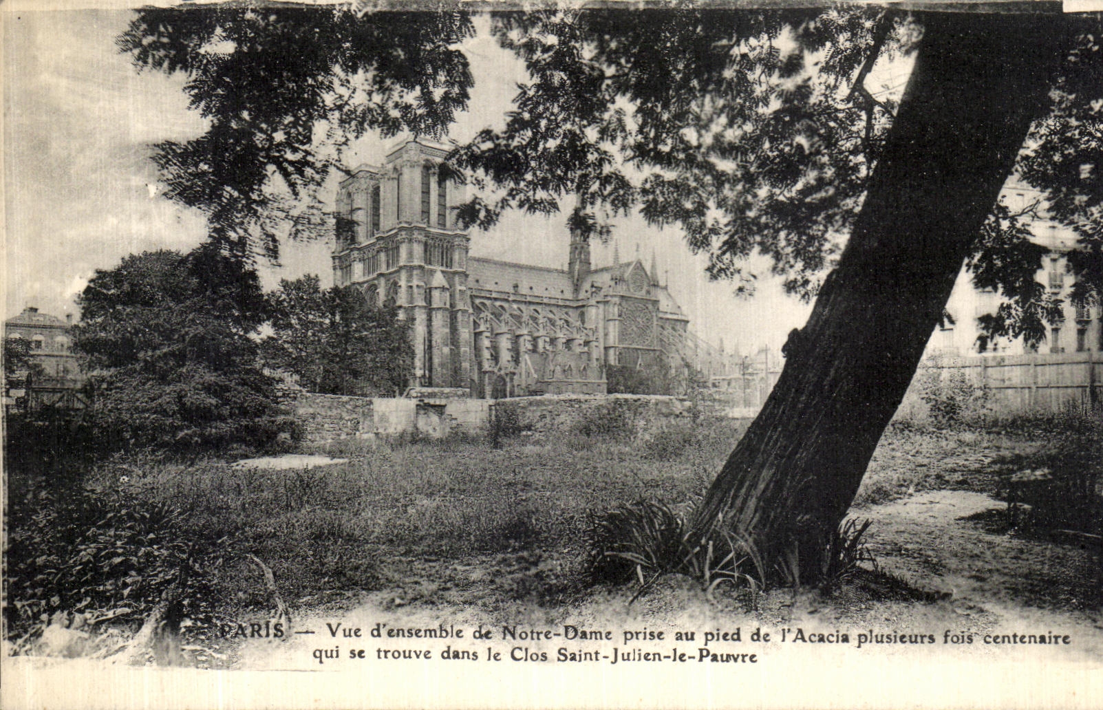 POSTAL D vista Paris de la VENDIMIA junto de Notre Dame tomado con el pie de L acacia centanaire de varias veces