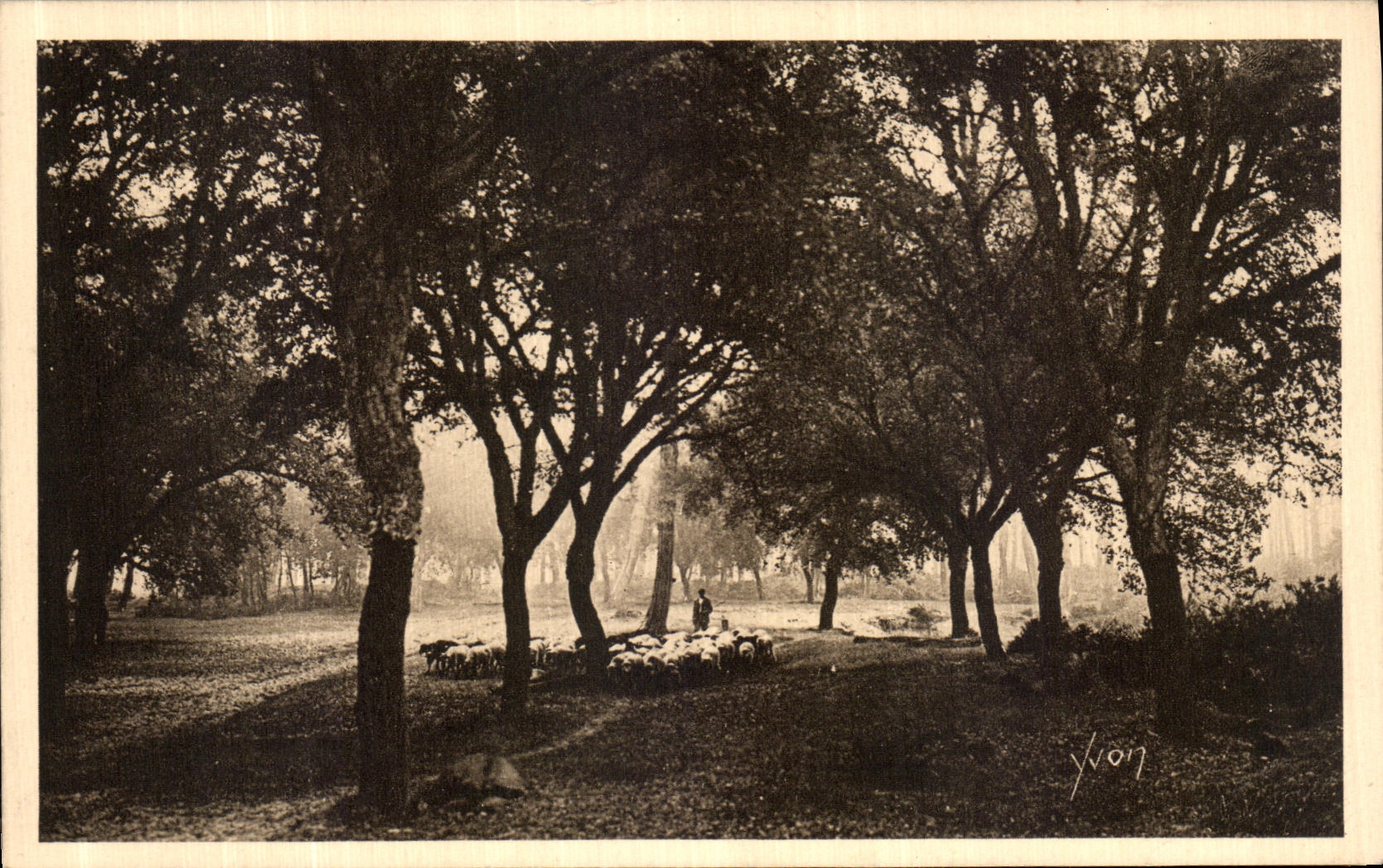 VINTAGE POSTCARD Soft France the Moors De Gascogne the Lieges Oaks