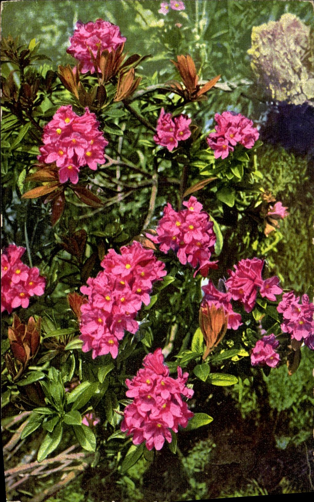 CPSM florece ferrugineum del rododendro