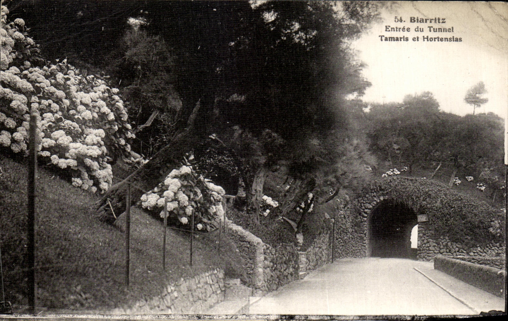 CPA Biarritz Entree Du Tunnel Tamaris et Hortensias