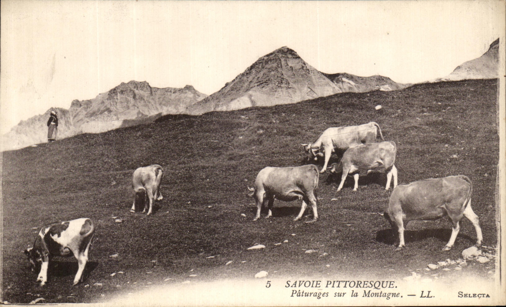 VINTAGE POSTCARD Picturesque Savoy Pastures on the Mountain Cows