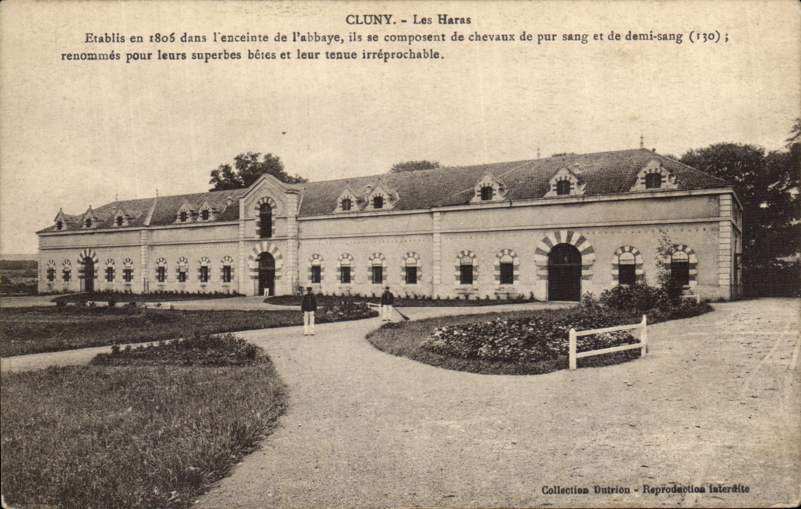 VINTAGE POSTCARD Cluny the Stud farms Horses