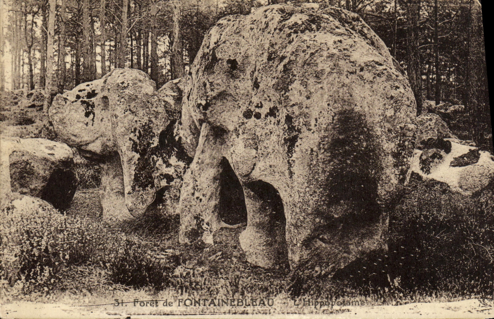 VINTAGE POSTCARD Drill of Fontainebleau L hippopotamus