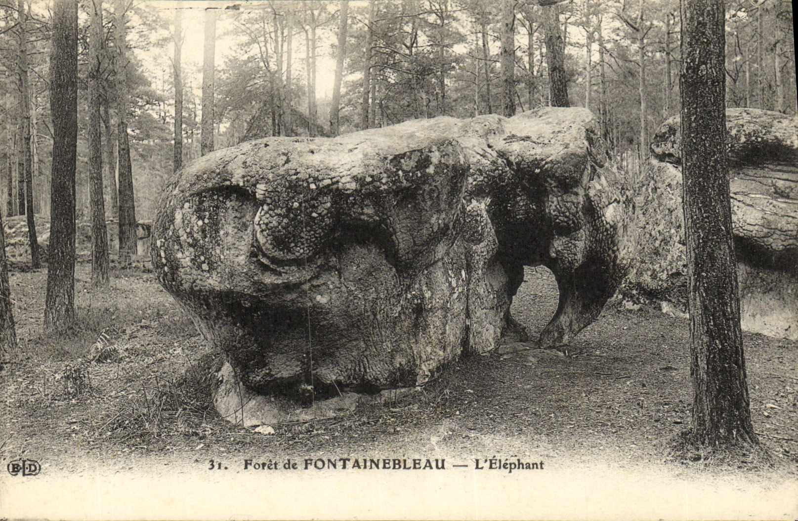VINTAGE POSTCARD Fontainebleau Drill of L Elephant