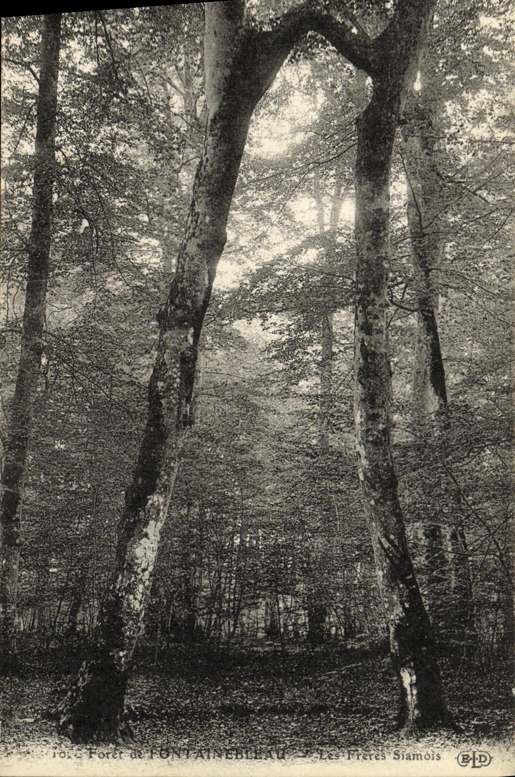 VINTAGE POSTCARD Fontainebleau Drill Siamese twins