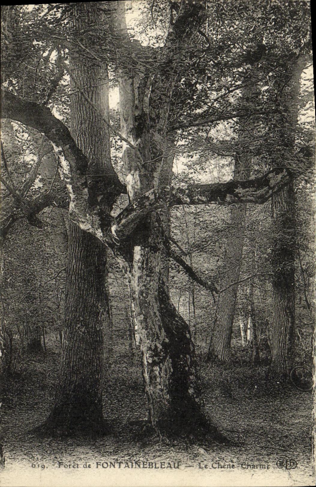 VINTAGE POSTCARD Fontainebleau Foret the oak charms Arbre
