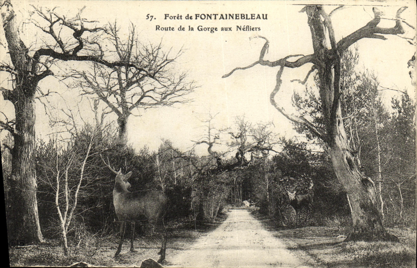 VINTAGE POSTCARD Drill of Fontainebleau Road of the Throat to the Medlar trees