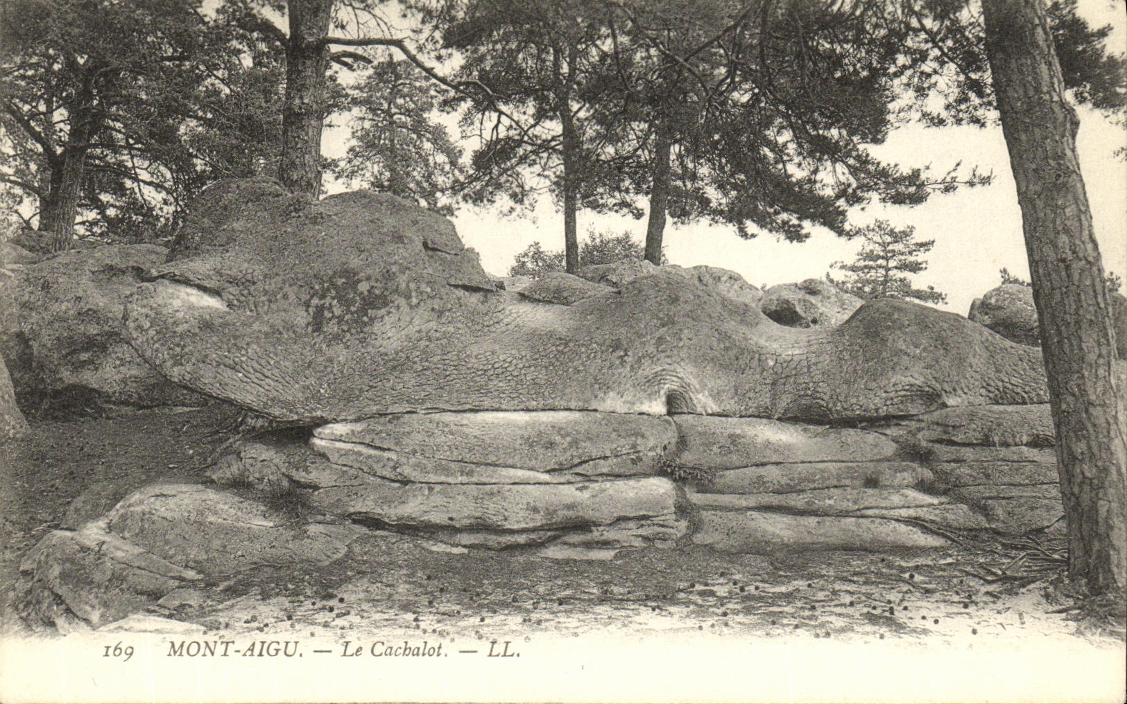 VINTAGE POSTCARD Acute Mount the Cachalot