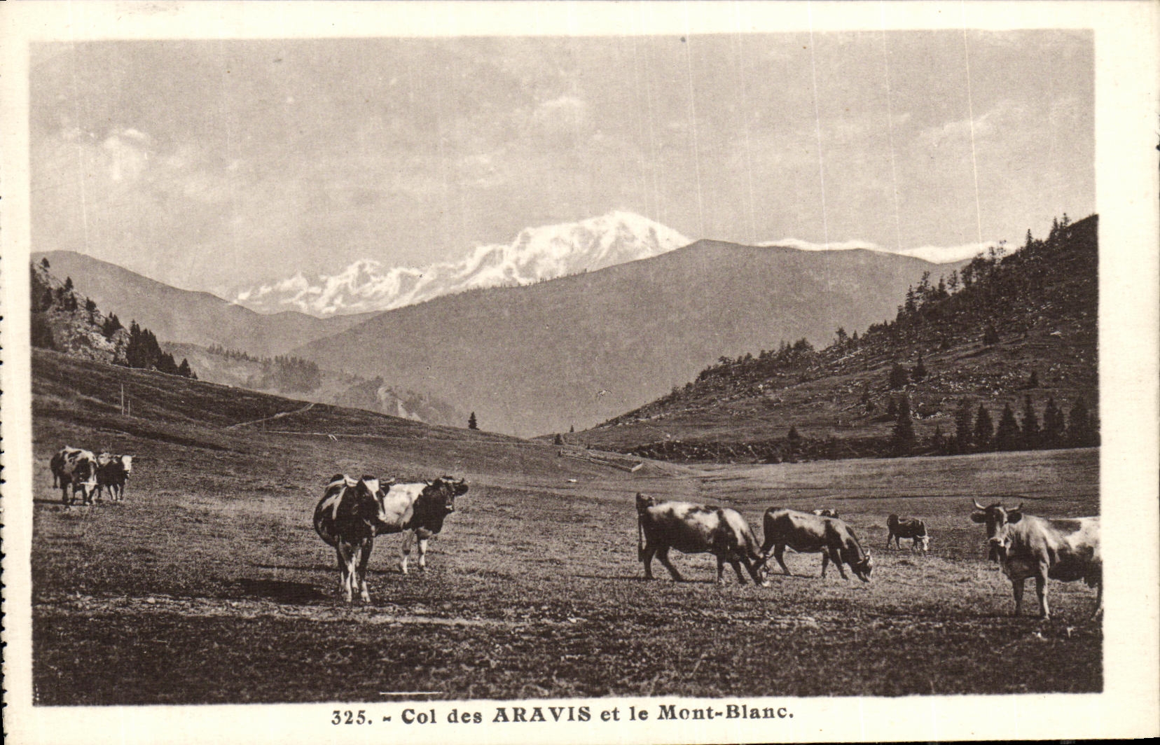 VINTAGE POSTCARD Collar of Aravis and Mont Blanc Cows