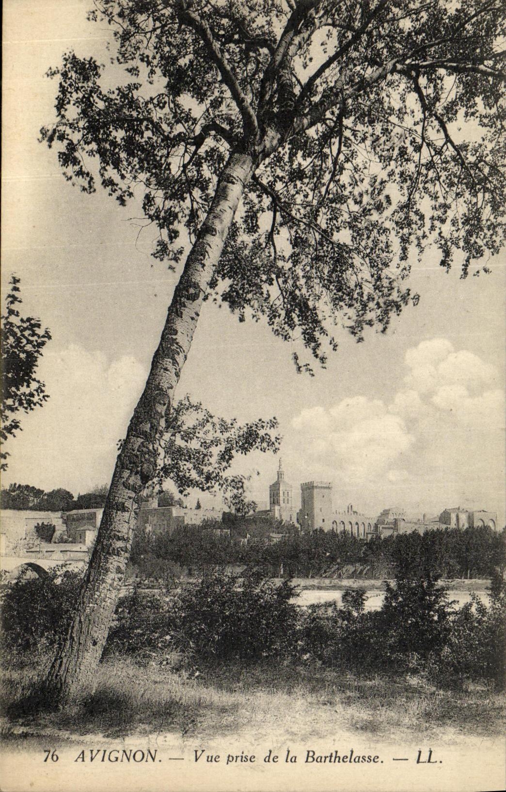 POSTAL Avignon de la VENDIMIA vista de Barthelasse