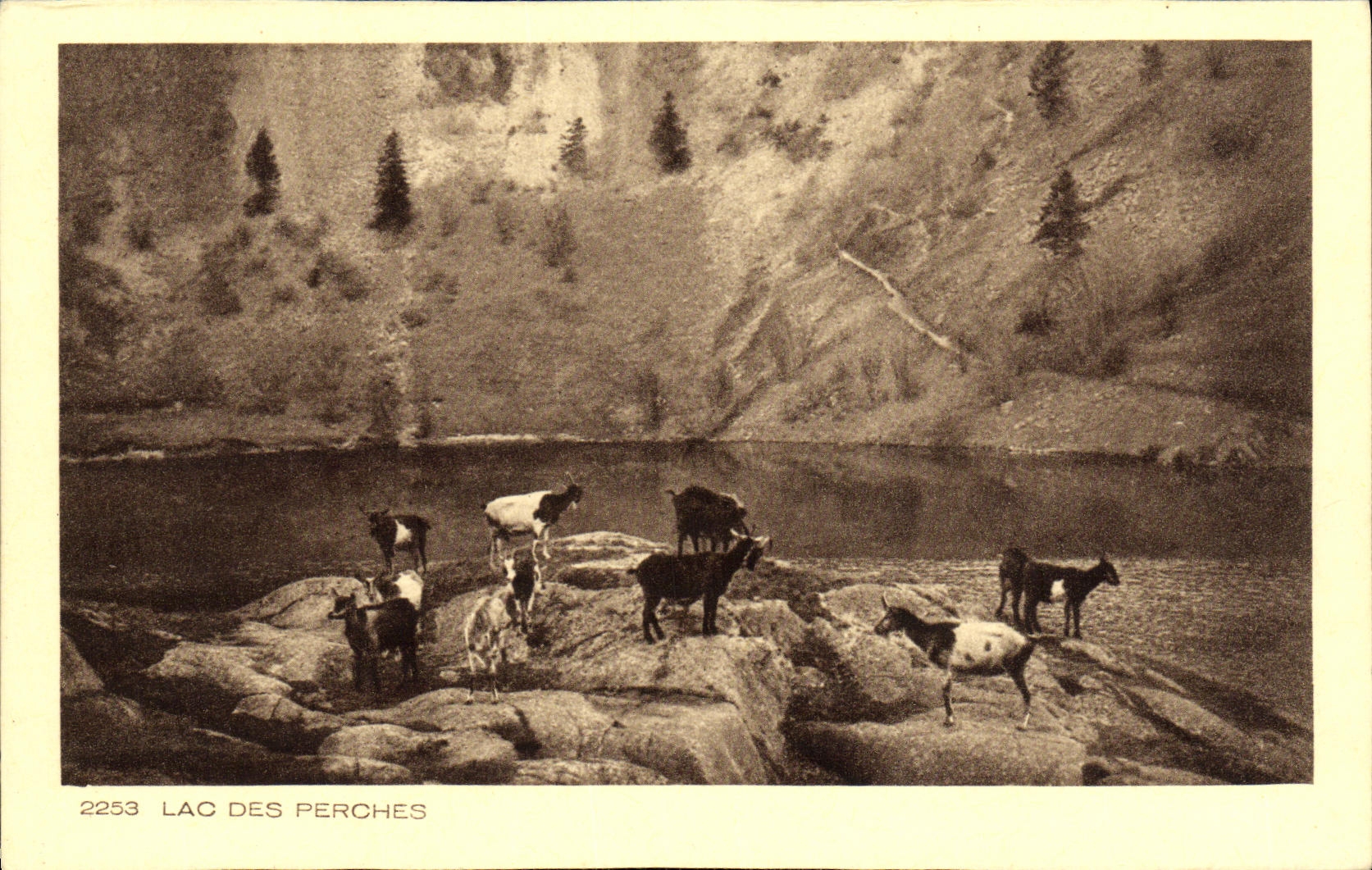 VINTAGE POSTCARD Lake Of the Poles Goats