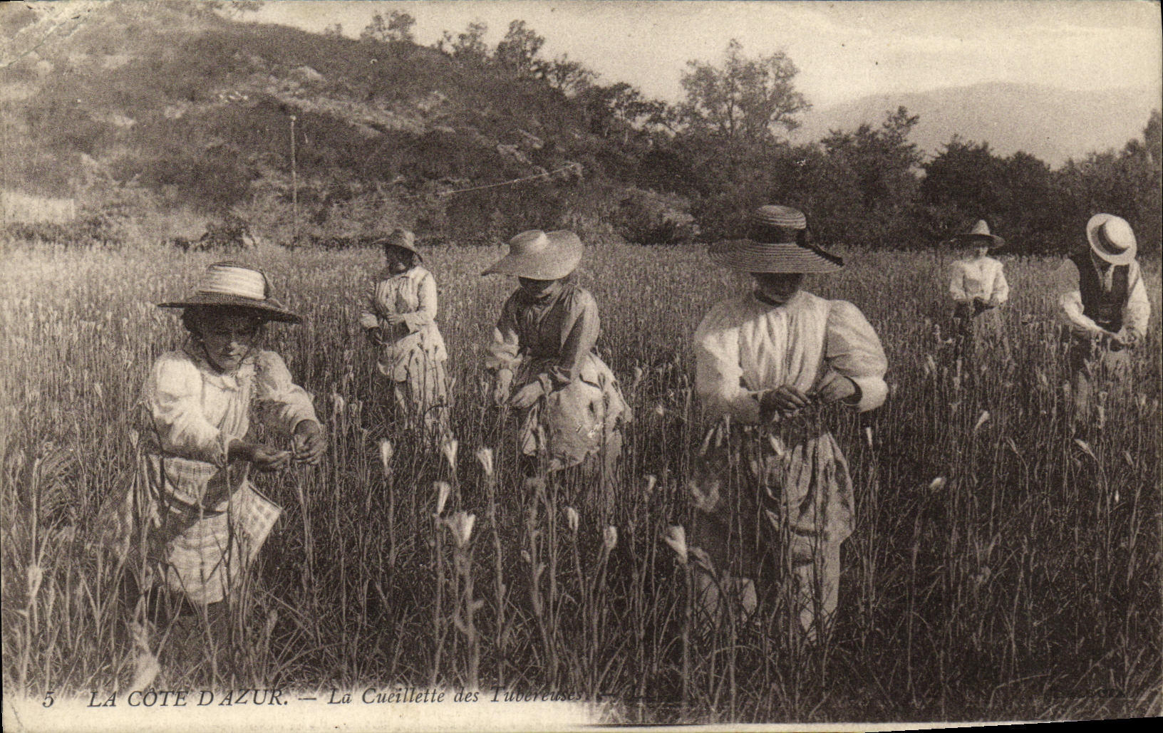 VINTAGE POSTCARD Dimension D Azure Cueilttette of Tuvereuses TOP