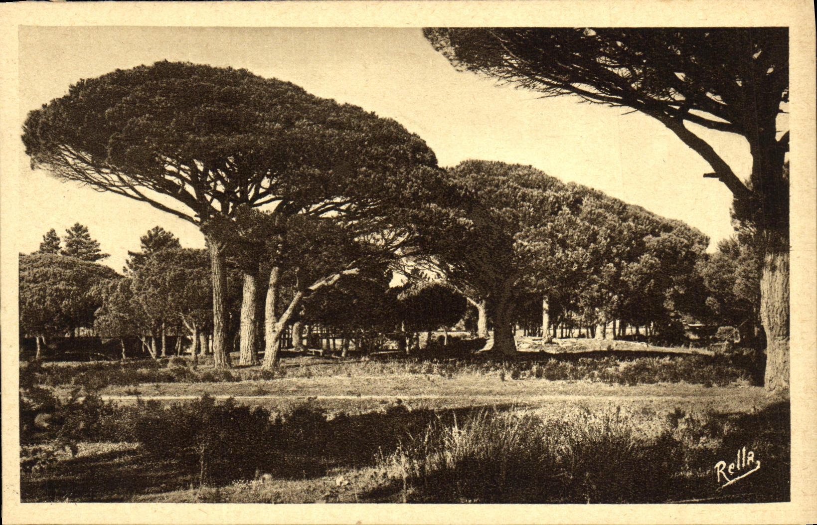 CPA L Esterel Pins Parasois de l Esterel