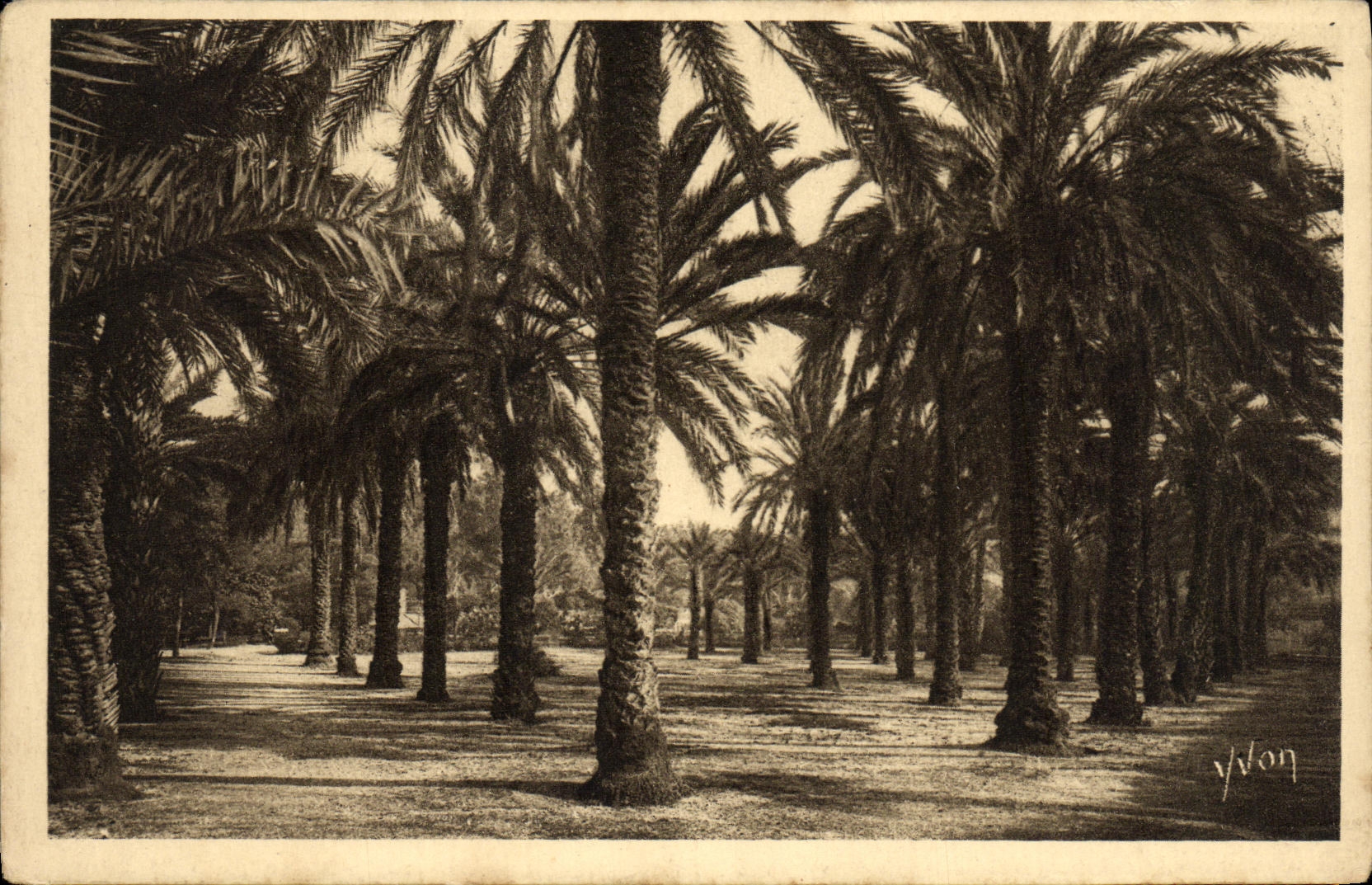 CPA Hyeres Jardin Denis Les Palmiers