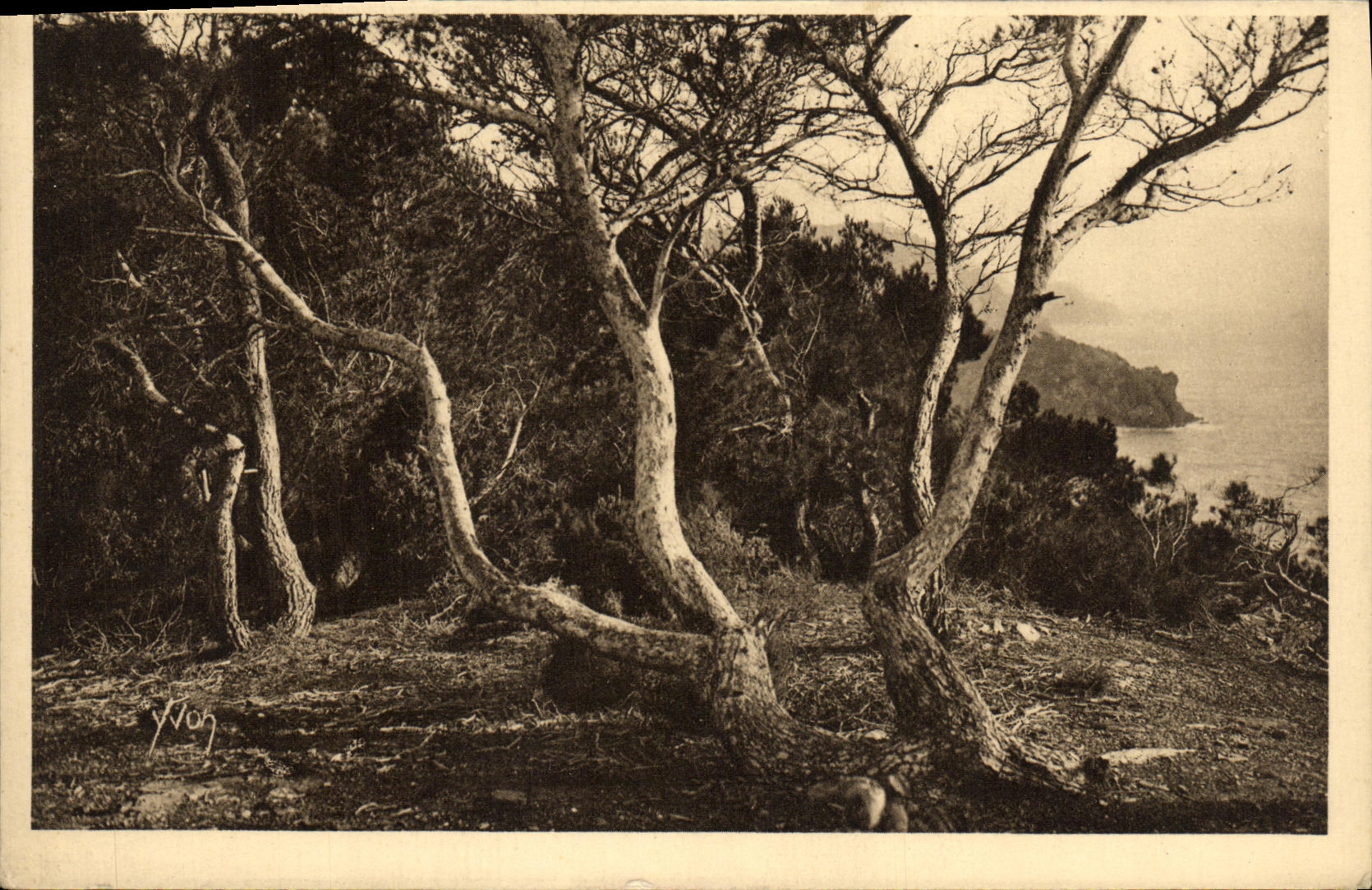 Islas D Hyeres Porquerolles de la POSTAL de la VENDIMIA los pinos D Alep