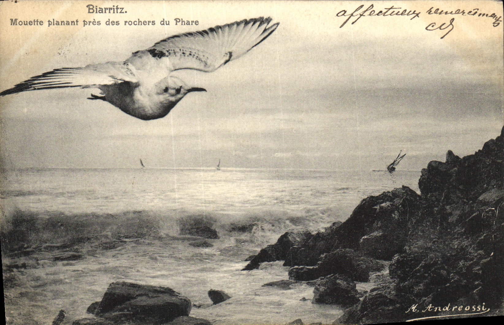 CPA Biarritz Mouette Planant pres des Rochers