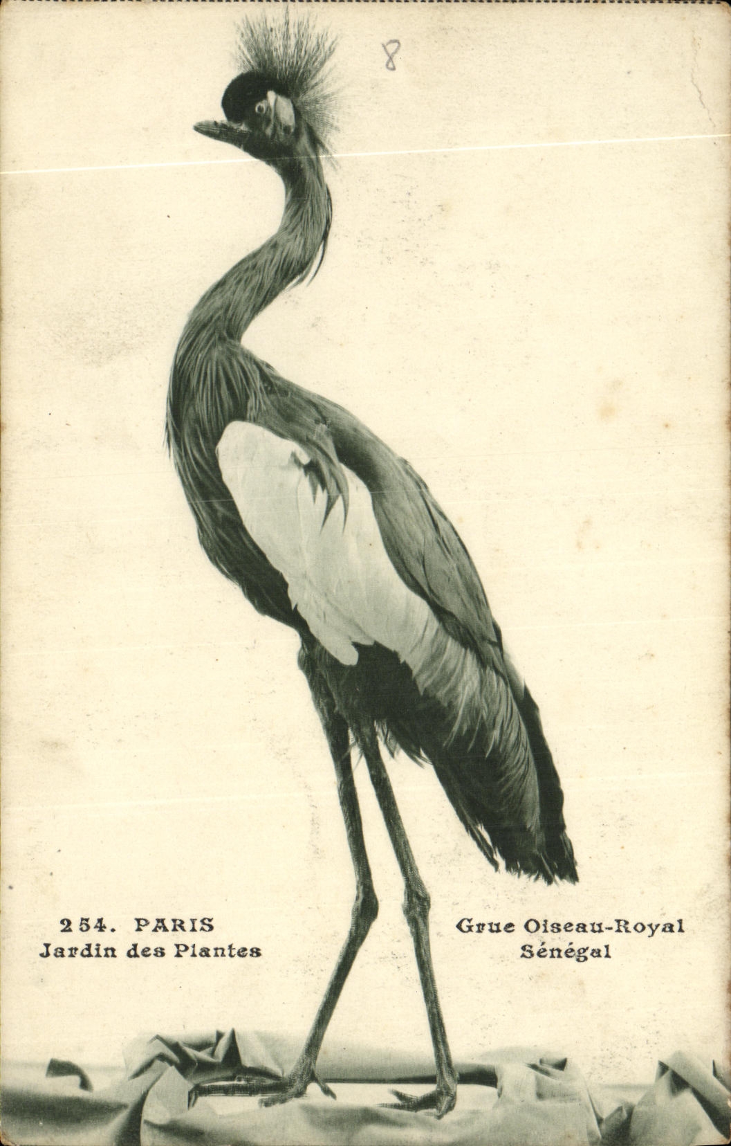 CPA Paris Jardin des Plantes Grue Oiseau royal Senegal