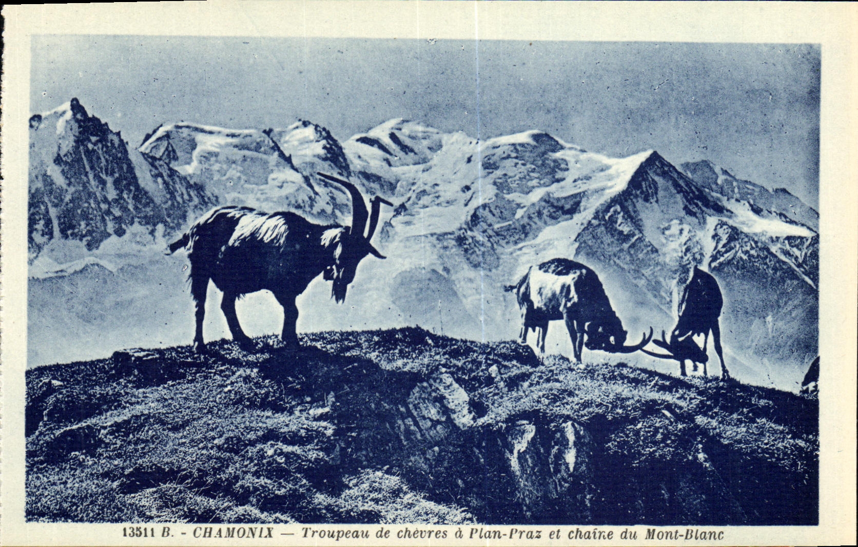 VINTAGE POSTCARD Chamonix Troupeau of Goats has Plan Praz and Chaine of Mont Blanc