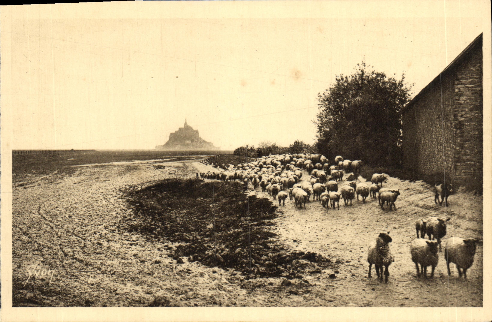 CPA Le Mont St Michel Pres sales Retour du Paturage Moutons