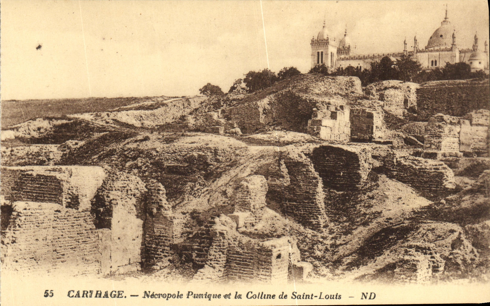 CPA Carthage Necropole Punique et la Colline de Sainte Louis