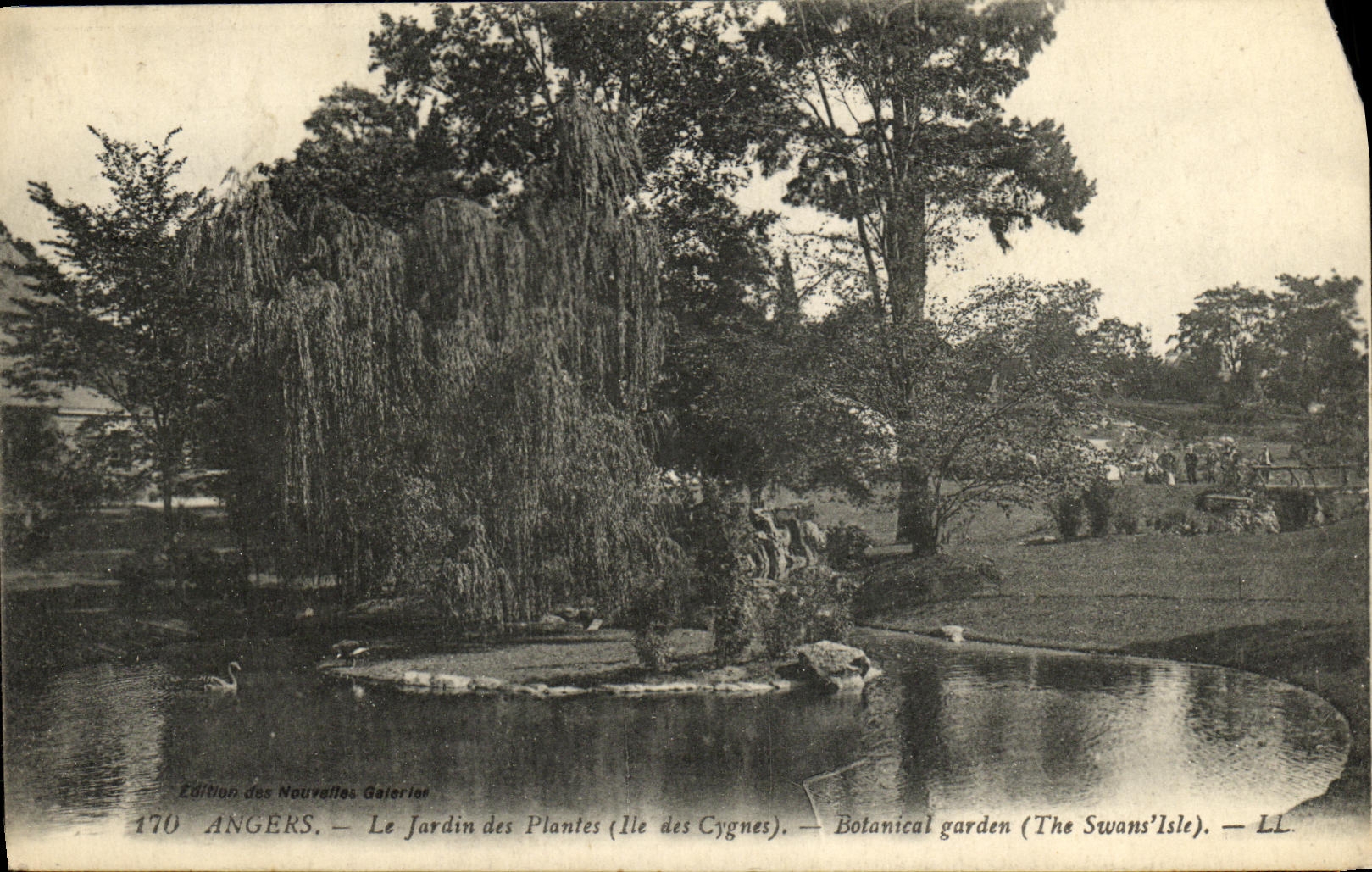 CPA Angers Le Jardin des Plantes Ile des cygnes