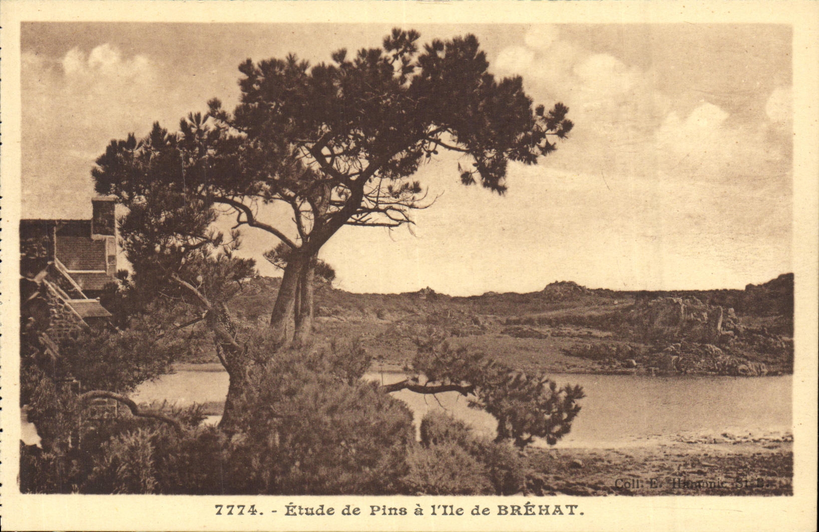 VINTAGE POSTCARD Etude of Pines has L Ile of Brehat