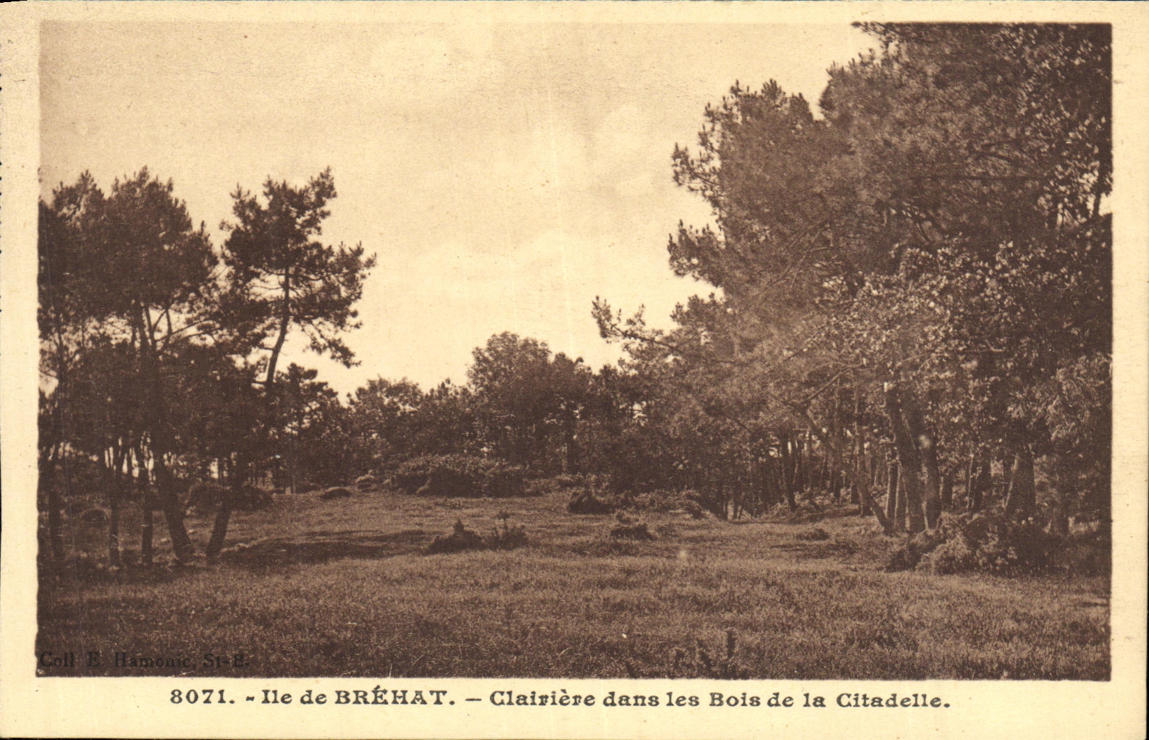 VINTAGE POSTCARD Island of Brehat Clearing in the Wood of the Citadel